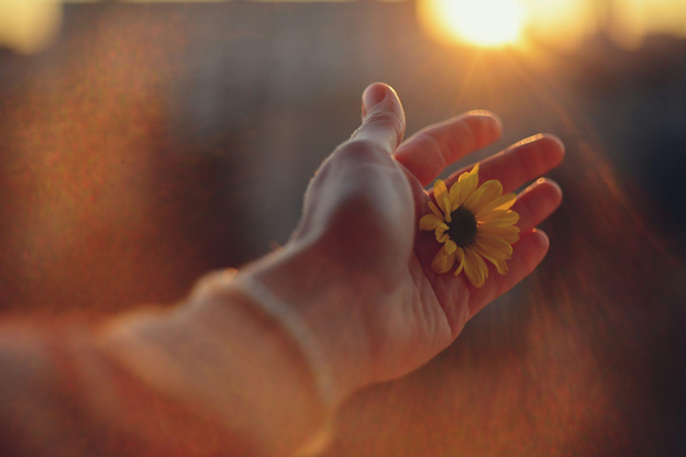  A hand holds a small yellow flower against a soft-focus sunset.